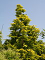 Metasequoia glyptostroboides Goldrush IMG_6920 Metasekwoja chińska